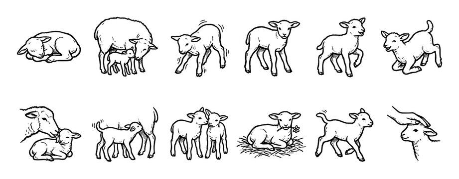 Cute black and white line art illustrations show various adorable lambs and a mother sheep in different poses and tender interactions, highlighting their playful and gentle nature
