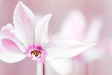 Delikatny biało-różowy cyklamen na jasnym rozmytym tle © Elżbieta Kaps