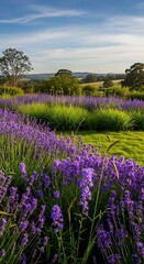 Lavender Field in Countryside Landscape.