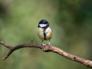 Obraz premium Kohlmeise, Parus major
