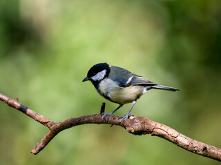 Obraz premium Kohlmeise, Parus major