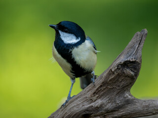 Naklejka premium Kohlmeise, Parus major