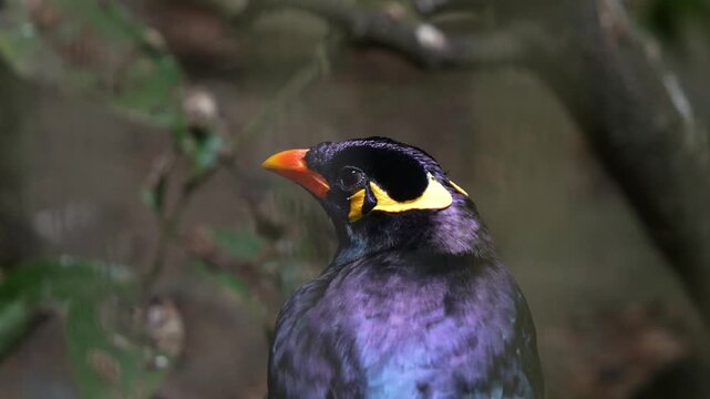 A Hill Myna (gracula religiosa), looking around the surroundings, close up shot.