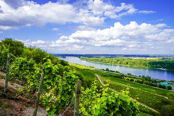 View of the Rhine and the surrounding landscape near Nierstein. Nature along the river with hiking...