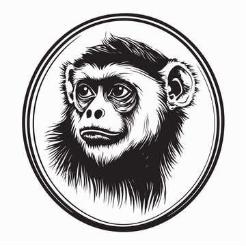 Colobus Monkeys-Africa's Majestic Primates Vector Image