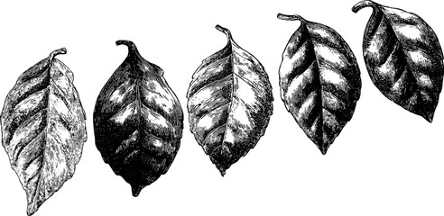 Vintage botanical leaf life cycle illustration - emergence to fall stages for design