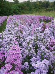Obraz premium Purple and Pink flower, Purple and Pink Margaret flowers, Purple and Pink Aster amellus in a garden
