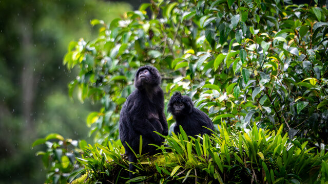 Trachypithecus auratus (lutung jawa, budeng, East Javan langur, Javan langur) on the tree. endagered animal.