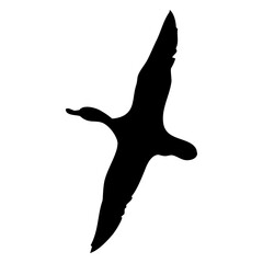Flying Duck Silhouette © Fatih