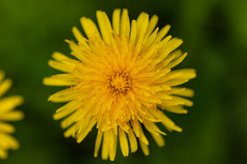 Fototapeta premium Wild yellow dandelion flower detailed macro texture