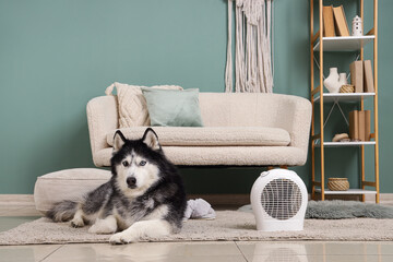 Cute husky dog lying near modern electric fan heater in stylish living room © Pixel-Shot