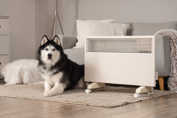 Cute husky dog lying near modern electric convector heater in stylish living room © Pixel-Shot
