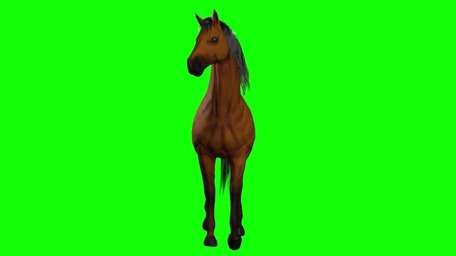 Walking horse steady stroll on green screen chromakey background in 3d animated cartoon animation style. Balanced equine gait and relaxed stride cycle suitable for ranch, countryside and farm