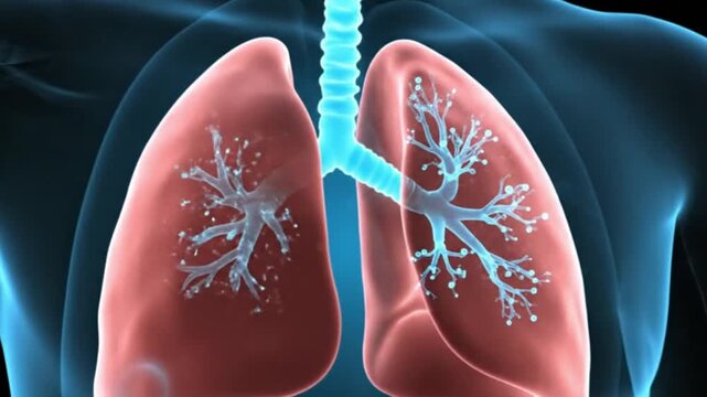 human lungs with detailed bronchial tree structure for medical education and healthcare advertising purposes