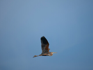 Obraz premium Purpurreiher, Ardea purpurea