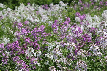 Obraz premium Masses of pink and white sweet rocket, dames rocket or hesperis matronalis, growing in a meadow