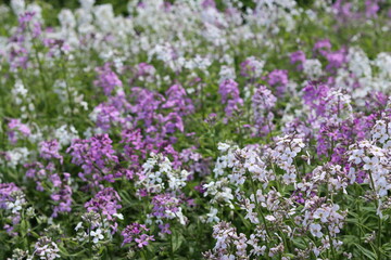 Obraz premium Masses of pink and white sweet rocket, dames rocket or hesperis matronalis, growing in a meadow
