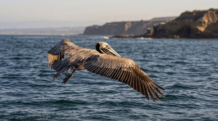 Brown Pelican in Flight over Ocean Waves with Soft Natural Lighting for Wildlife Photography