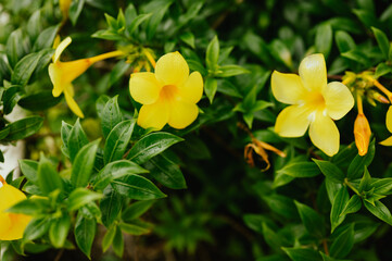 Obraz premium Golden trumpet flowers blooming among green leaves in Costa Rica