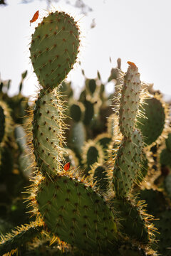 Falling dried leaves caught on pricky pear cactus spines