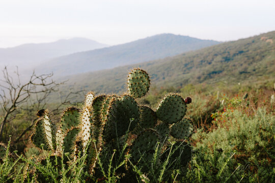 Pricky pear cactus on hillside in Crystal Cove State Park in Newport
