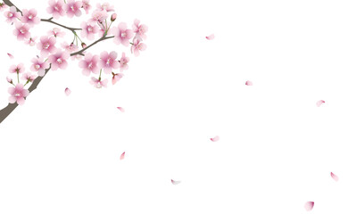 散る桜の花（背景透過）