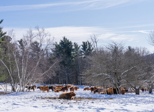 Cow resting on a snowy ground surrounded by cattle and bare trees