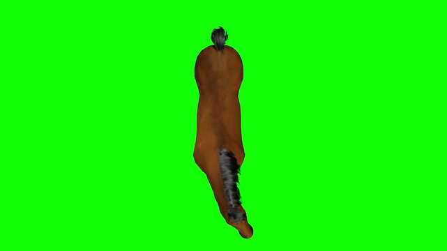 Top view standing horse on green screen chromakey background in 3d animated cartoon animation style. Idle equine character seen from above holding calm static posture for ranch, farm, and compositing.