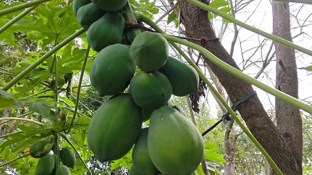 Close up of papaya tree and fruits