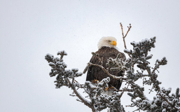 Bald Eagle perched on a tree on a snowy winter day in anchorage, alaska