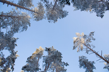 pine trees covered with frozen frost.
