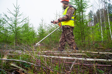 a lumberjack is caring for a young coniferous forest