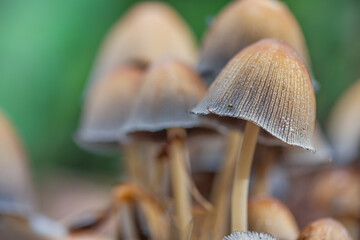 hallucinogenic mushrooms containing psilocybin. macro photo