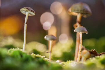 Mushrooms containing psilocybin grow in the forest.