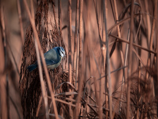 Meise  © Stefan Zimmer 