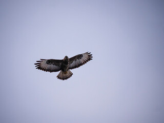 Obraz premium Mäusebussard 