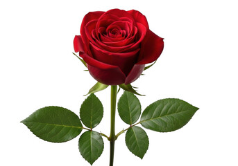 Fototapeta premium Single vibrant red rose with green leaves isolated on transparent background