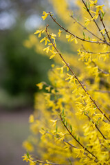 Yellow forsythia blossoms in spring with soft bokeh background
