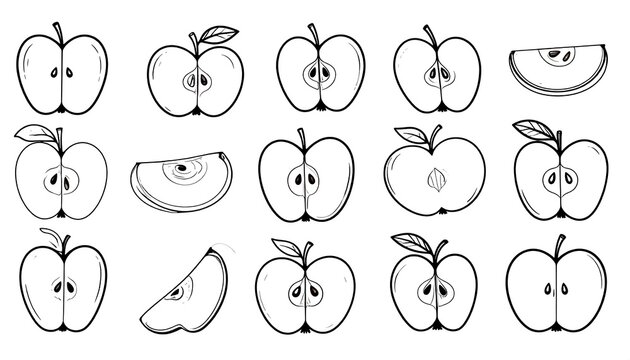Apple Slices - Hand-Drawn Vector Illustration of Fresh Fruit.