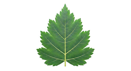 Fototapeta premium Green Leaf with Visible Veins