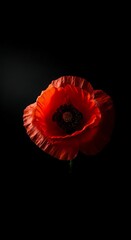 Red Poppy Flower on Black Background.