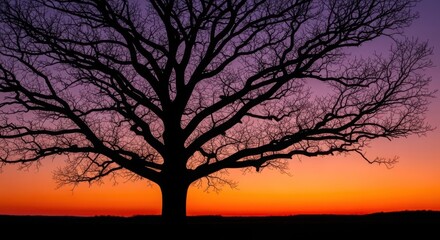 Majestic tree silhouetted against vibrant sunset sky