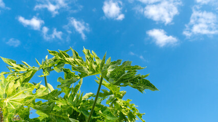 Obraz premium The tops of the papaya trees reveal the vibrant green of their leaves, a tree planted in an outdoor garden under a bright blue sky.