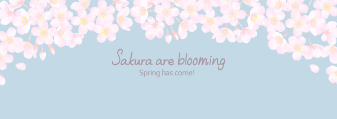 桜の花と春のスモーキーな空の横長背景イラスト