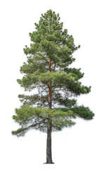 pine tree isolated on transparent background.