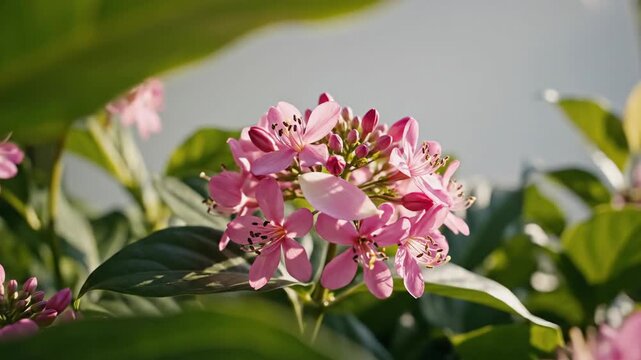 Pink flowers bloom amidst green leaves in bright daylight, showcasing a natural spring scene