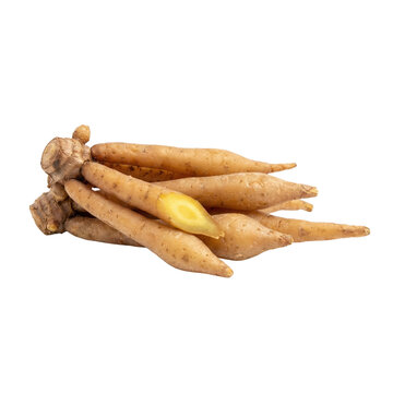 Fresh fingerroot ginger cluster on transparent background