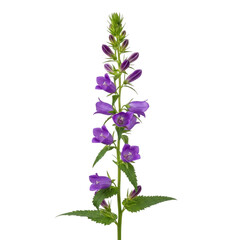 Obraz premium A vibrant purple flower with green leaves and a long stem in full bloom. isolated on transparent background