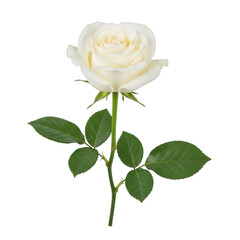 Obraz premium A single white rose with green leaves and a visible stem isolated on transparent background