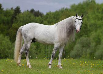 Obraz premium Portrait of majestic andalusian grey horse